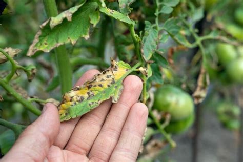 9 Zinnia Pests and Diseases Every Gardener Should Know - Petal Republic