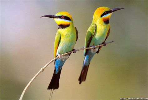 NATURE Best Wallpapers: Birds walpapers