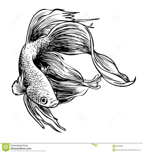 Hand Drawn Betta Fish ahd sketch | Betta fish tattoo, Fish illustration ...