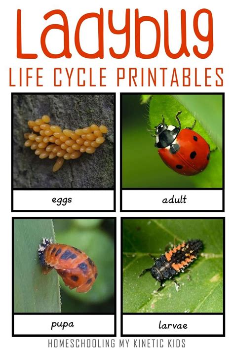 Montessori-Inspired Ladybug Life Cycle 3-Part Cards | Ladybug life ...