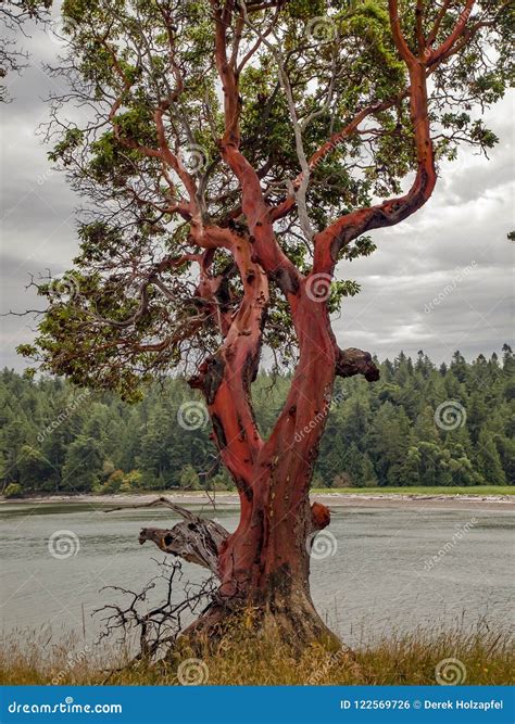 Pacific Madrona Madrone Arbutus Tree Trunk Bare Wood Gnarly Bark Stock ...