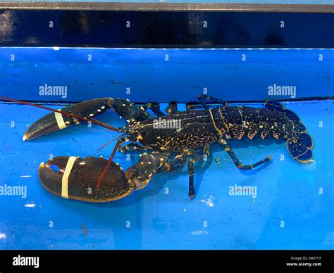 Live lobster in a tank at a supermarket Stock Photo - Alamy