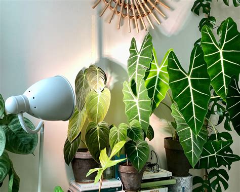 Grow lights as recommended by house plant enthusiasts — Green Rooms Market