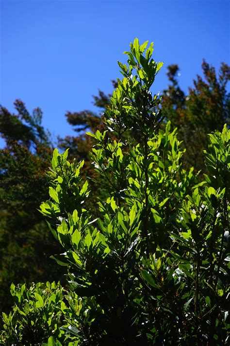 HD wallpaper: Laurel Tree, Canary Laurel, Laurel, Leaves, bay leaves, anaga landschaftspark ...