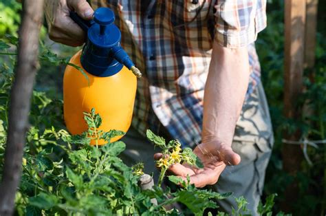 Neem Oil On Tomatoes: Everything You Need To Know