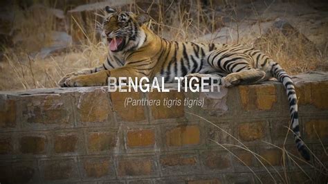 Bengal Tiger - Trailer - YouTube