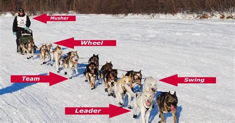 Sled Dogs 101!: Terminology