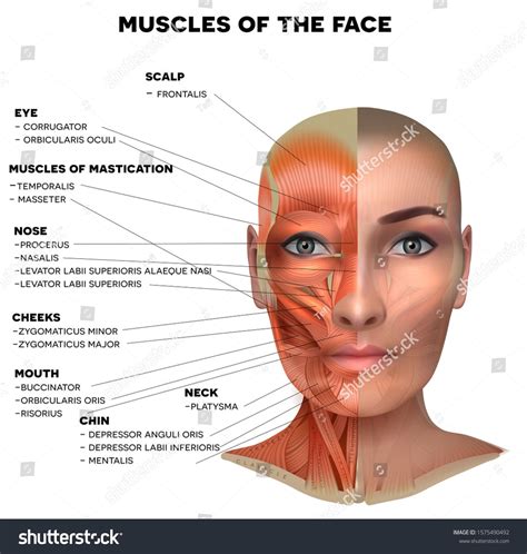 Facial Neck Muscles Female Half Face Stock Vector (Royalty Free ...