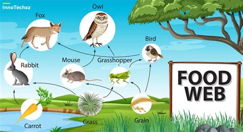 Desert Ecosystems Food Web