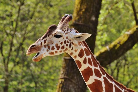 Giraffe Zoo Animal · Free photo on Pixabay