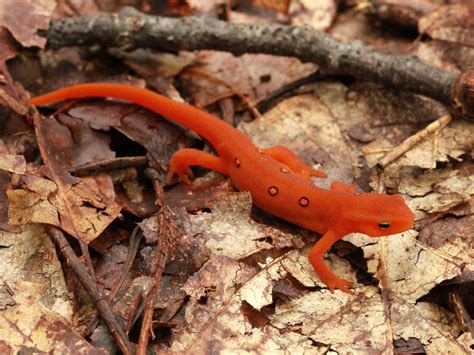 File:Eastern newt red eft stage Sep 3 2012 North Fork Mountain near ...