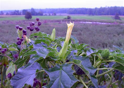 Datura stramonium (jimsonweed, thorn-apple): Go Botany