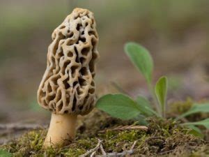 A Comprehensive List of Common Wild Mushrooms in Michigan