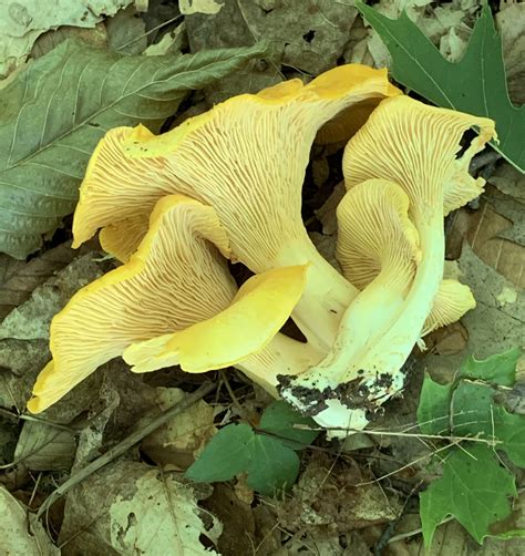 DOOR TO NATURE: Chanterelle Mushrooms - Door County Pulse