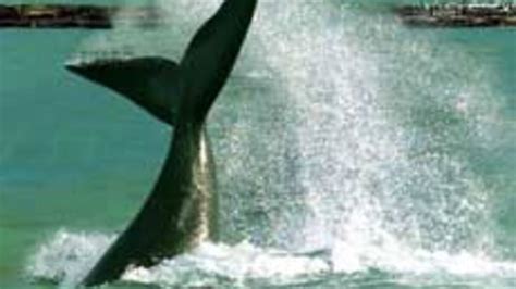 Japan to kill more whales in own waters - proposal - NZ Herald