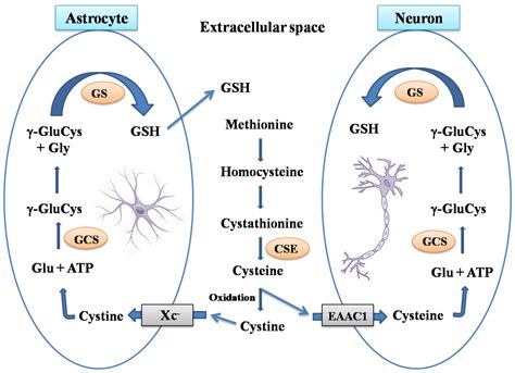 Protein Glutathionylation and Glutaredoxin in Neurodegenerative ...