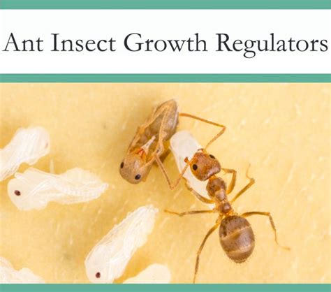 Best Insect Growth Regulator for Ants - The Pest Advice