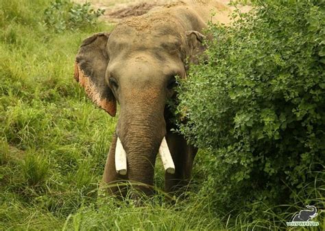 Tales Of Elephants From Two Continents - Wildlife SOS