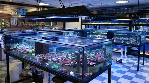 Aquarium Fish Stores In Los Angeles - Aquarium Views