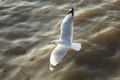 Flying Bird, Top View Of Flight, WIngs, Stock Image - Image of flight, flies: 32022675