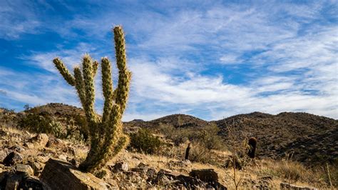 Cactus Desert Blue Sky - Zoom Virtual Background | Templates | Stencil