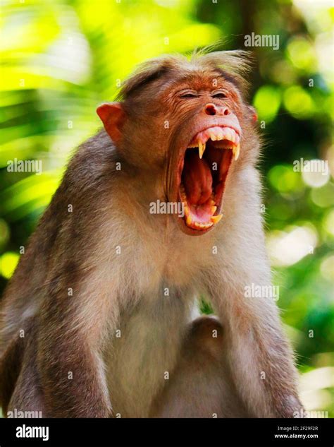 Monkey showing teeth hi-res stock photography and images - Alamy