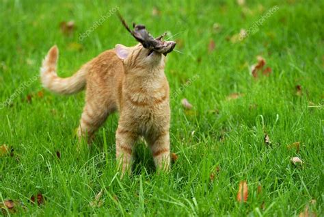 Cat hunting Stock Photo by ©willeecole 13890132