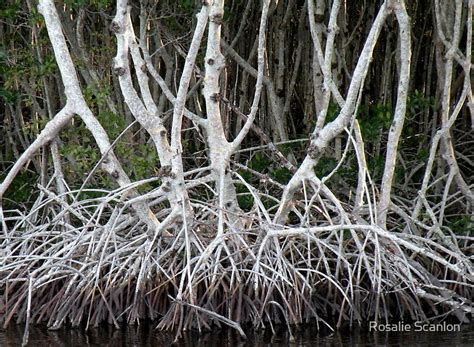 "Mangrove Roots" Posters by Rosalie Scanlon | Redbubble