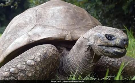 Jonathan The Tortoise, World's Oldest Living Land Animal, Turns 191