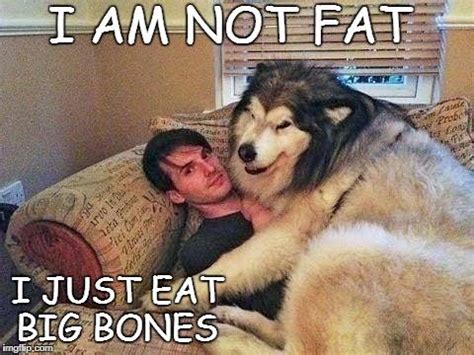 Funniest Fat Dog Memes