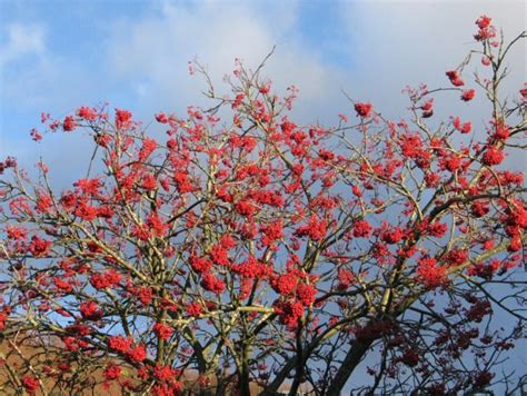 30 native British trees - and how to spot them