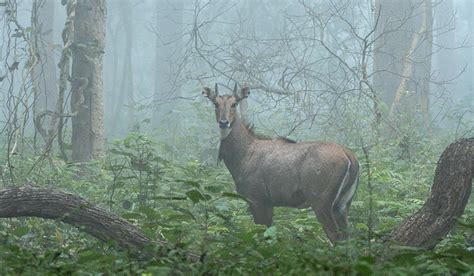 Wildlife Photography Workshop for Beginners – Bangalore - Darter ...