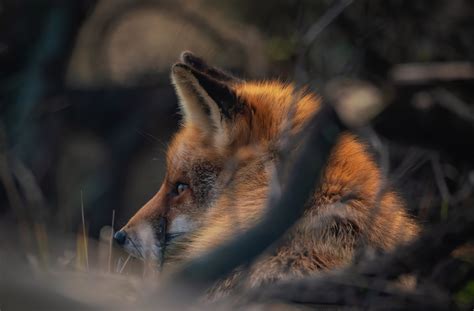 Download Animal Fox 4k Ultra HD Wallpaper