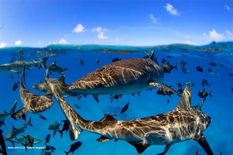 Marine life can be rebuilt by 2050 | Mirage News