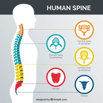 Spinal Cord Anatomy - Physiopedia