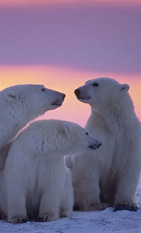 1280x2120 Polar Bear Family iPhone , Backgrounds, and HD phone ...