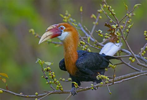 Narcondam Hornbills: Birds in Exile | RoundGlass | Sustain