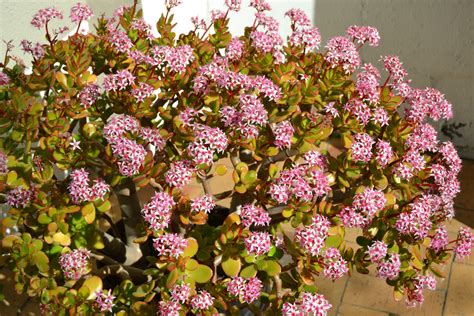 Portulacaria afra, better known as Spekboom | Portulacaria afra, Garden south africa, Waterwise ...