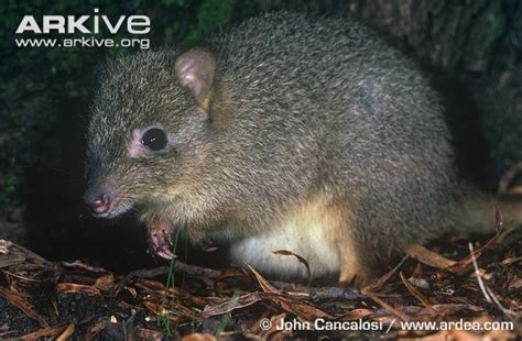 Australia’s Endangered Bettong Reveals how Weather Effects Species Distribution | Spigot Science