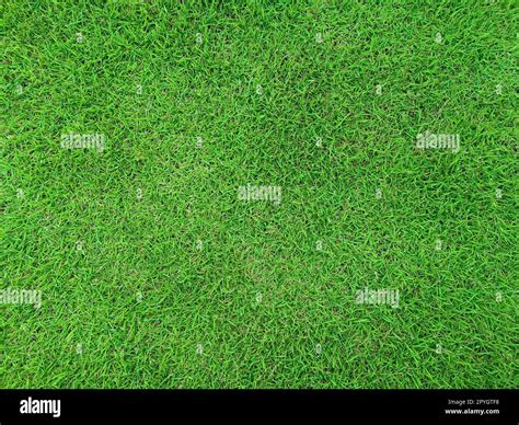 green grass field isolated on white background Stock Photo - Alamy