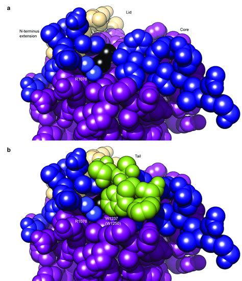 10 Tail Interactions with Arg1076. | Download Scientific Diagram