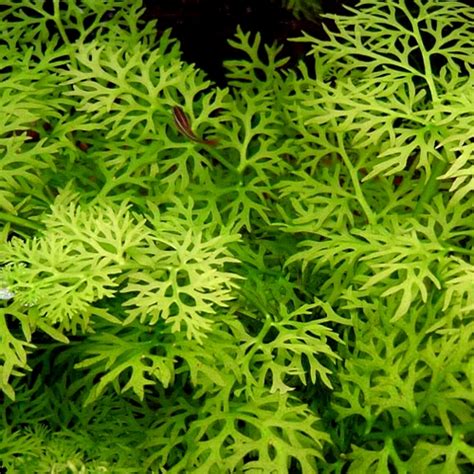 Narrow Leaf Indian Fern - Aquatic Plants