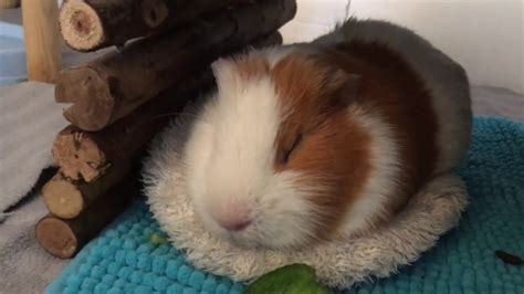 Sleeping Guinea Pigs - YouTube