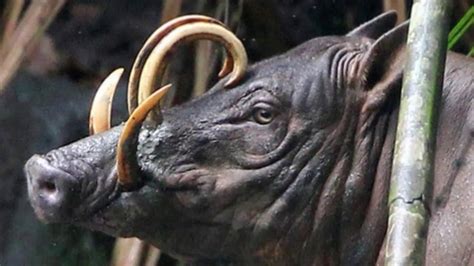 Babirusa Facts Interesting Facts about Babirusa Facts about Babirusa - YouTube