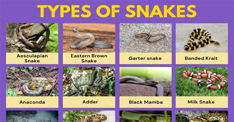 Types of Snakes: 176 Species of Snakes with Amazing Facts • 7ESL