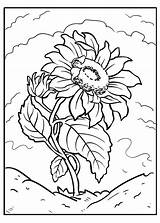 Sunflower coloring Pages  ColoringLib sketch template