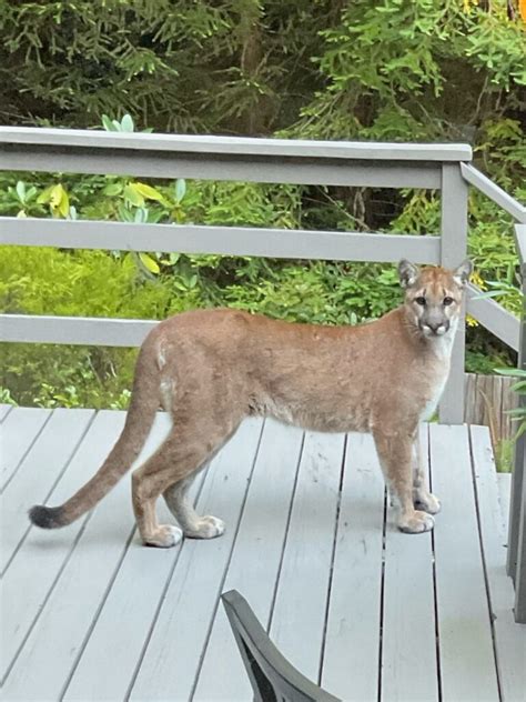 A strikingly beautiful female Mountain Lion appears on a Gualala deck – yikes! – Mendonoma Sightings