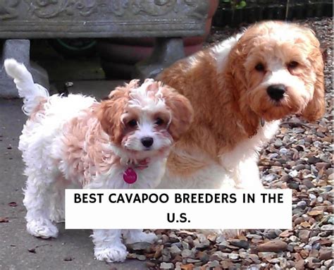 12 Best Cavapoo Breeders in the U.S.!