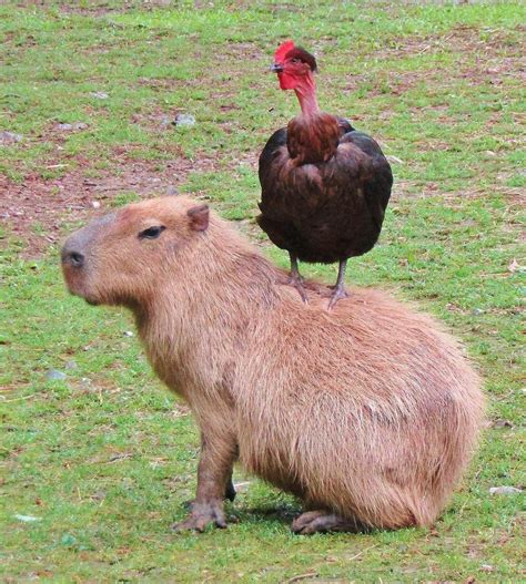 Sintético 100+ Foto Capibara Amigo De Todos Los Animales Mirada Tensa