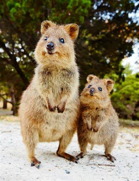 The Quokka, known as 'the happiest animal in the world', is native to small islands off the ...